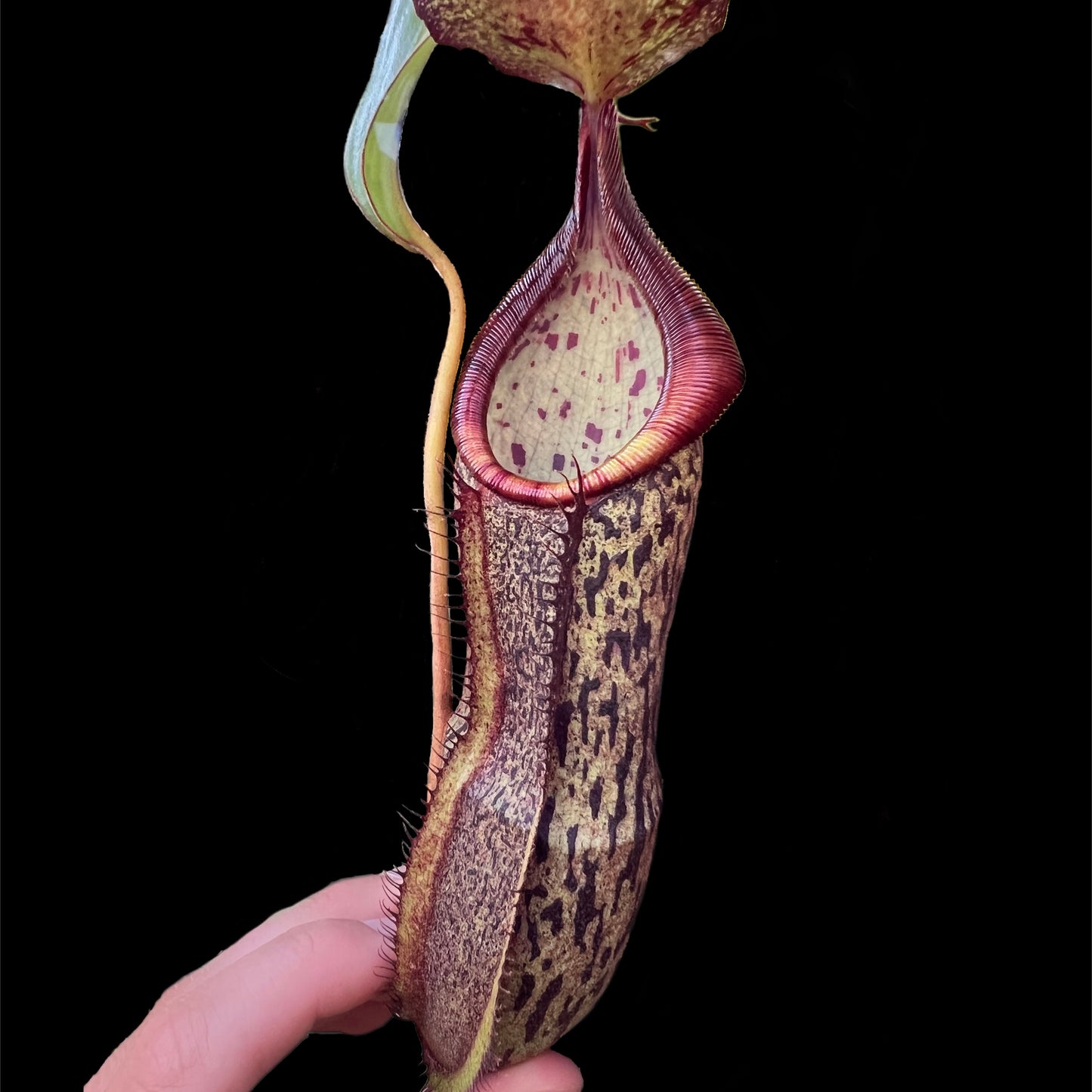 Nepenthes spathulata x spectabilis - Cloud Forest Flora