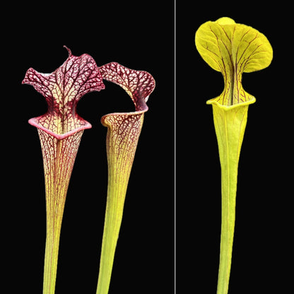 Sarracenia (leucophylla "Purple Lips" x flava var. ornata) x "Doreen's Colossus" - Cloud Forest Flora