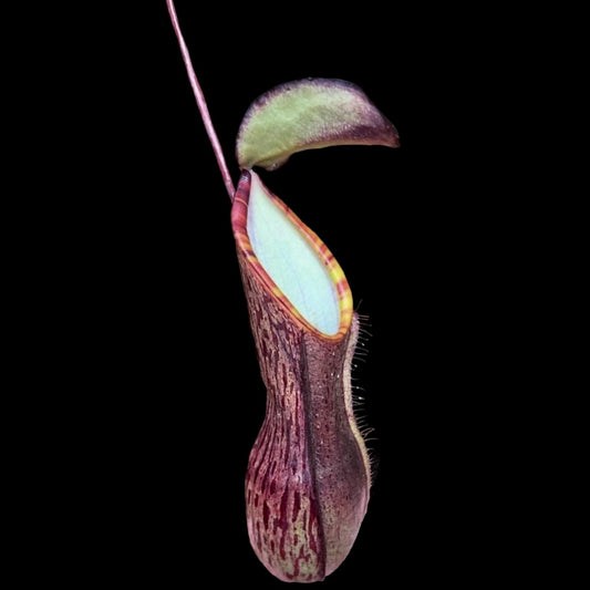 Nepenthes murudensis BCP-2001