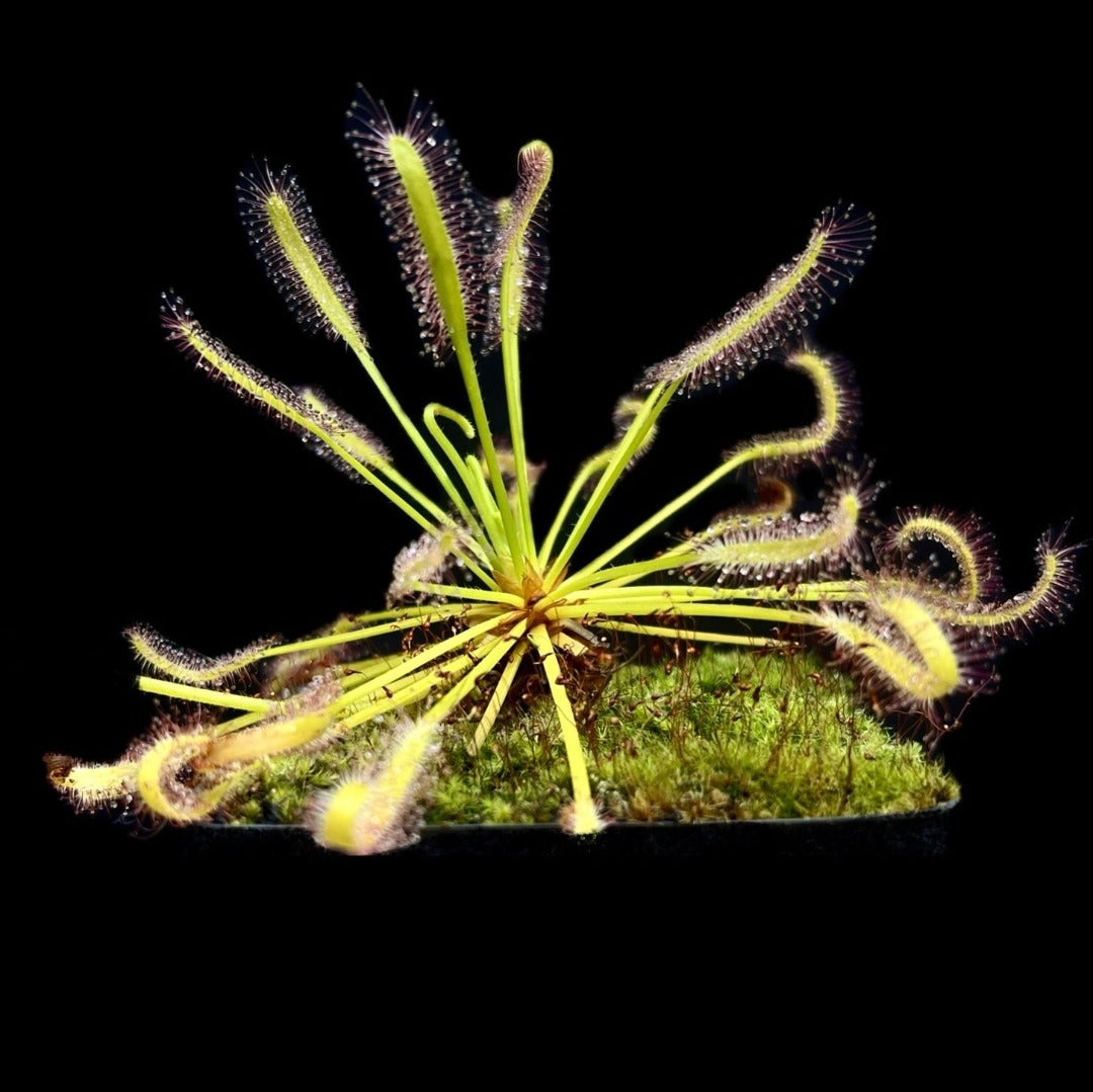 A drosera capensis is set against a black background. The plant has many leaves, the ends of which are covered in hairs with sticky dew on the end.