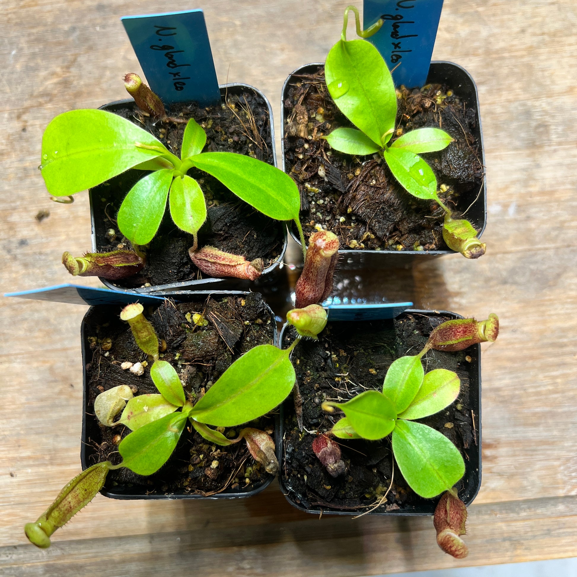 Nepenthes glandulifera x leonardoi - Cloud Forest Flora