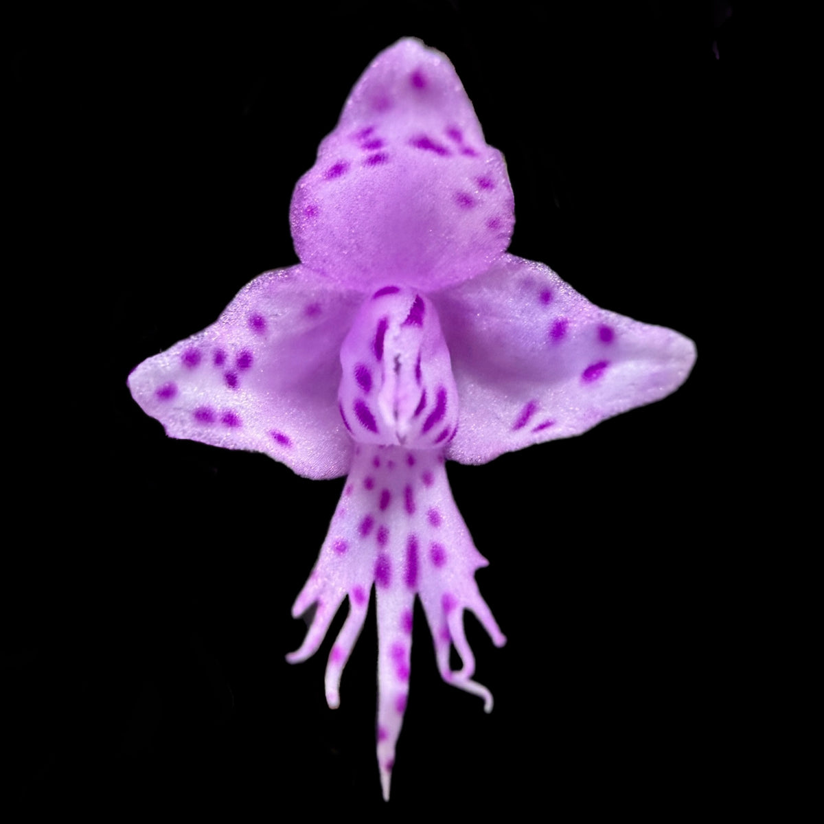 Stenoglottis longifolia - Cloud Forest Flora