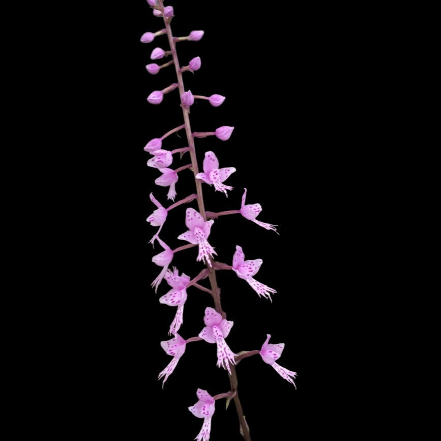 Stenoglottis longifolia