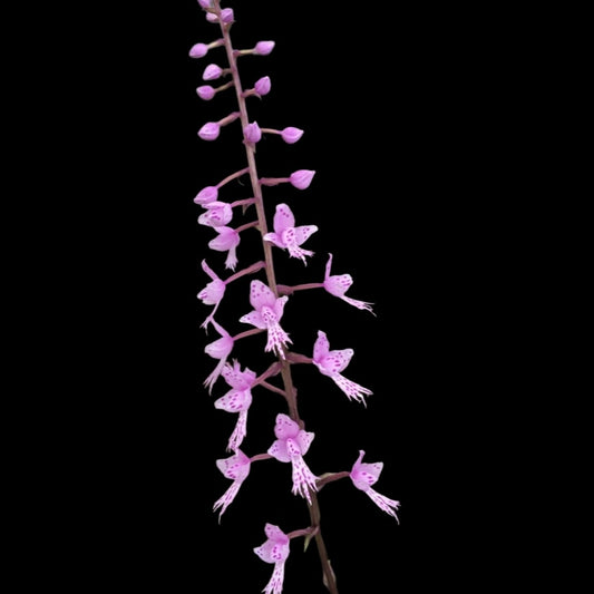 Stenoglottis longifolia