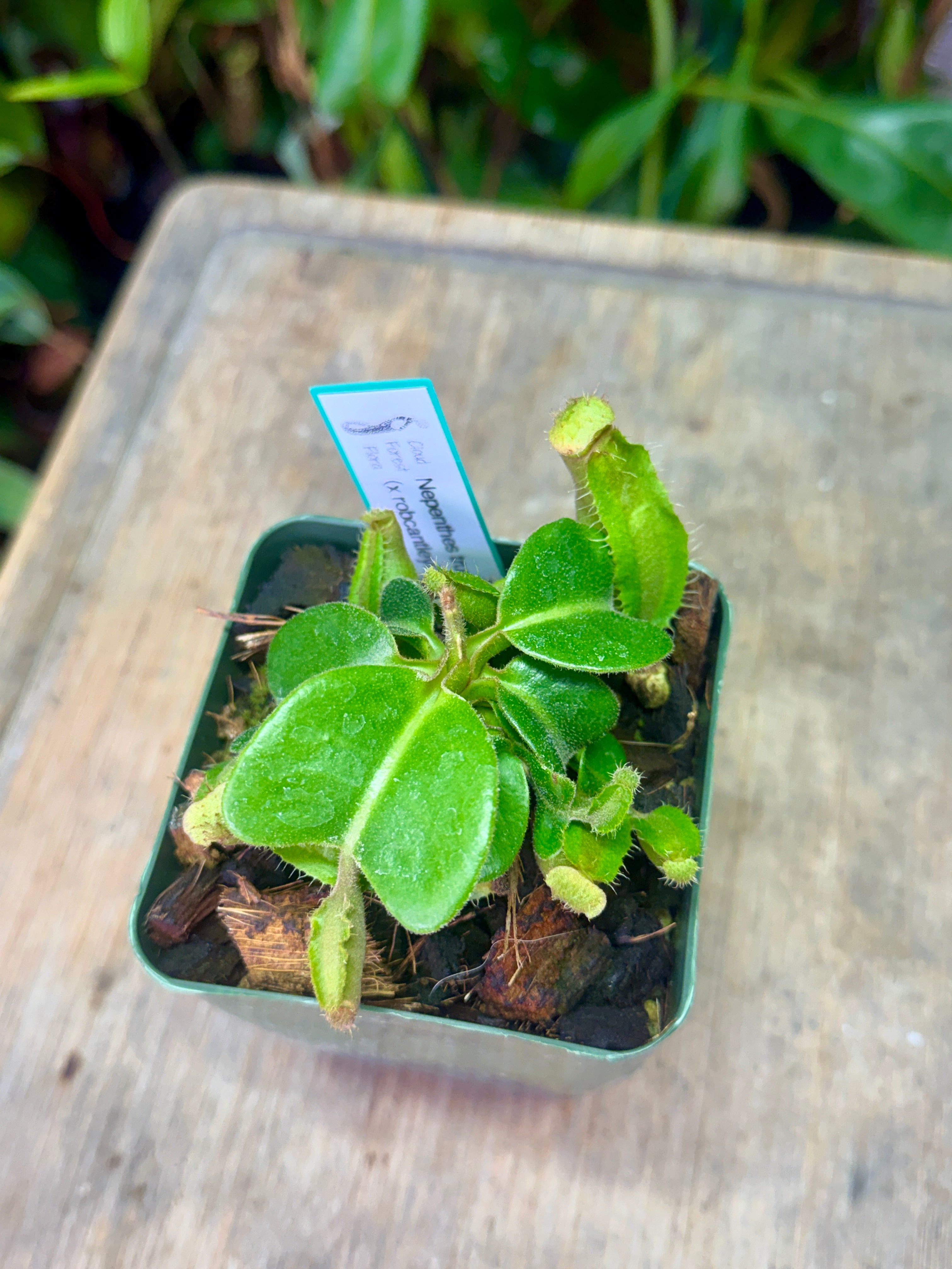 Nepenthes truncata (x robcantleyi?)