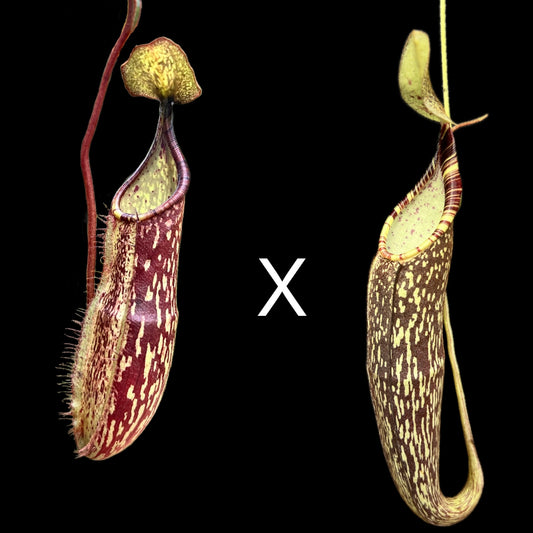 Nepenthes (spectabilis x adnata) x spectabilis Seeds - Cloud Forest Flora