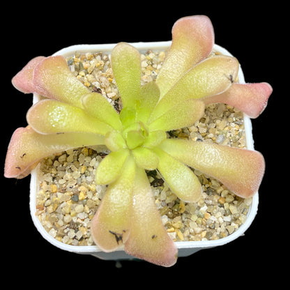 Pinguicula agnata x moctezumae