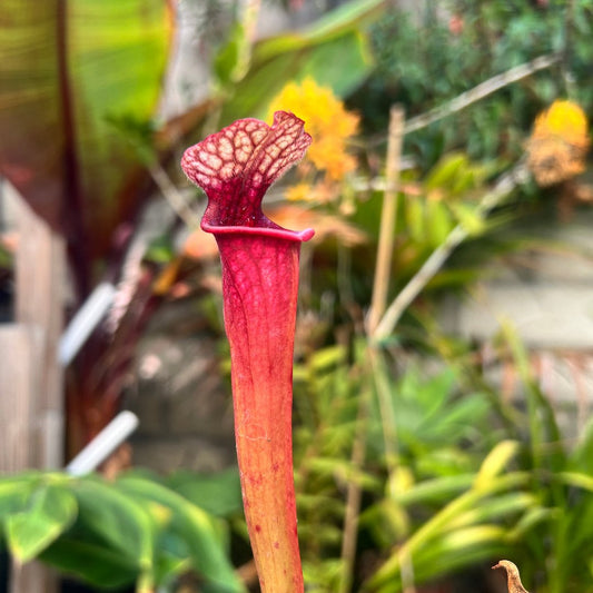 Sarracenia 'Lunchbox' x 'Johnny Wilkerson'