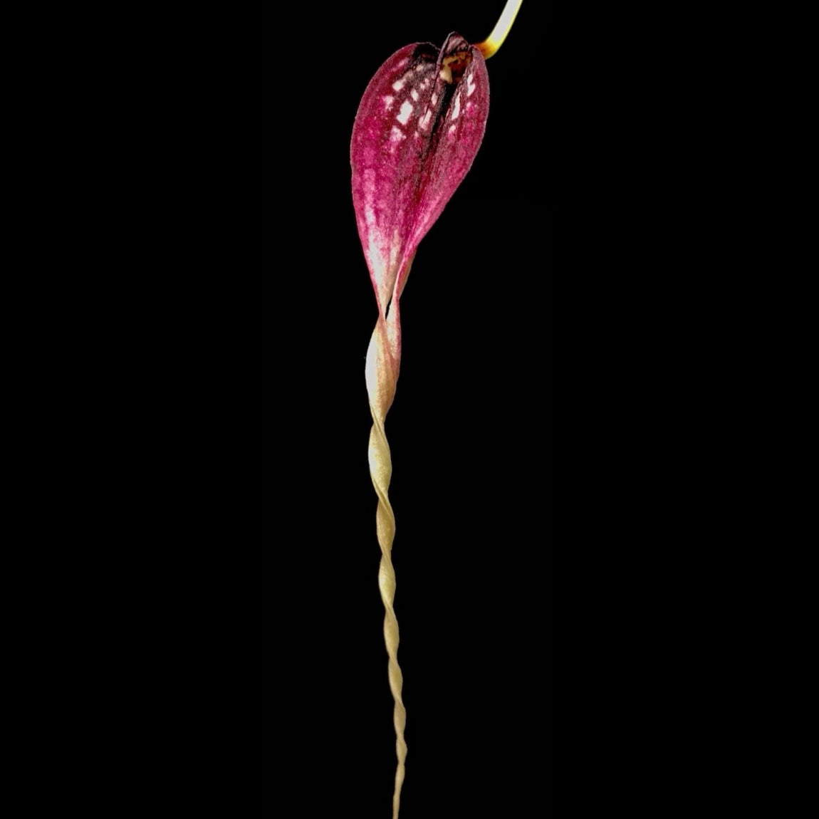Bulbophyllum contortisepalum Red - Cloud Forest Flora
