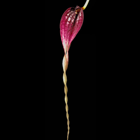 Bulbophyllum contortisepalum Red - Cloud Forest Flora