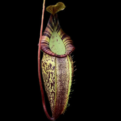Nepenthes spectabilis x talangensis BE-3769 - Cloud Forest Flora