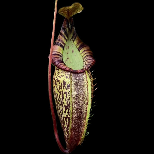 Nepenthes spectabilis x talangensis BE-3769 - Cloud Forest Flora