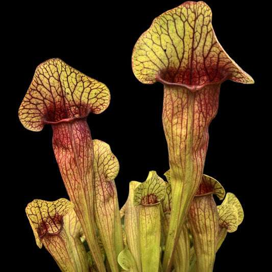 Sarracenia “Meerkat Mob” - Cloud Forest Flora
