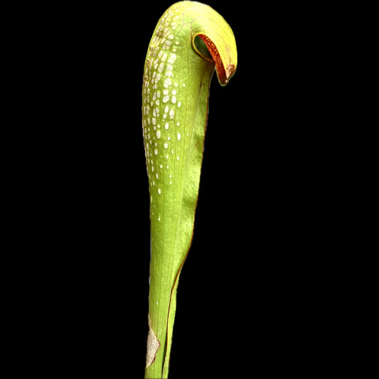 Sarracenia minor var. okefenokeensis - Cloud Forest Flora