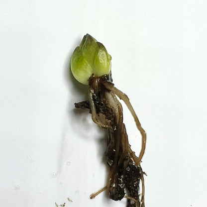 Pinguicula grandiflora (possibly x vulgaris)