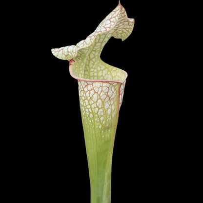 Sarracenia “Wilkerson’s White Knight” x ‘Adrian Slack’