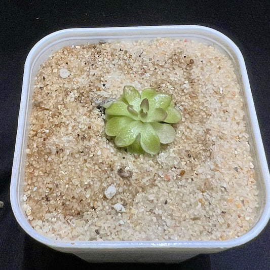 Pinguicula esseriana x immaculata - Cloud Forest Flora
