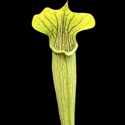 Sarracenia alata