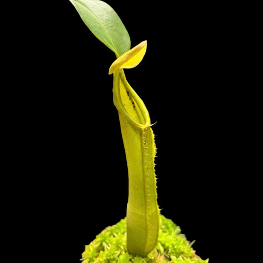 Nepenthes truncata x tentaculata EP - Cloud Forest Flora