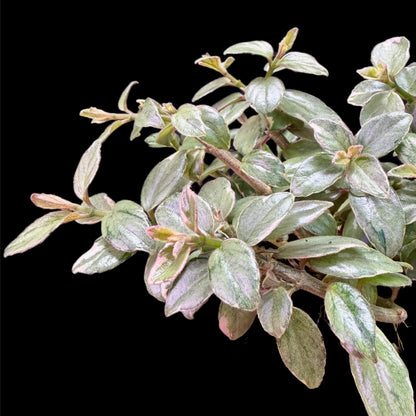 Columnea x kewensis variegata - Cloud Forest Flora