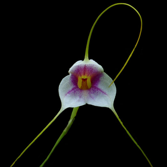 Masdevallia exquisita - Cloud Forest Flora