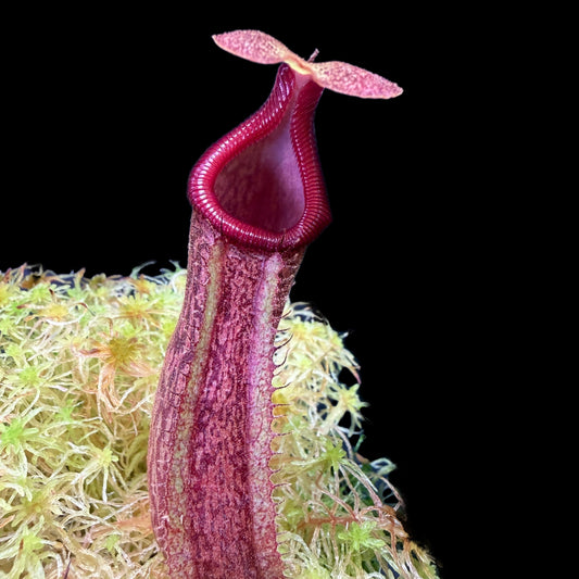Nepenthes maxima x ×harryana