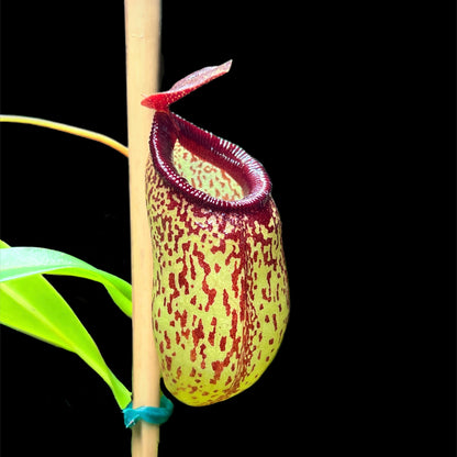 Nepenthes aristolochioides x ventricosa - Cloud Forest Flora
