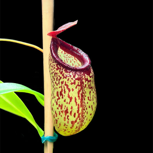 Nepenthes aristolochioides x ventricosa - Cloud Forest Flora