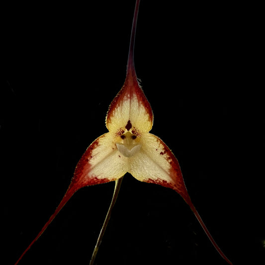Dracula cordobae - Cloud Forest Flora
