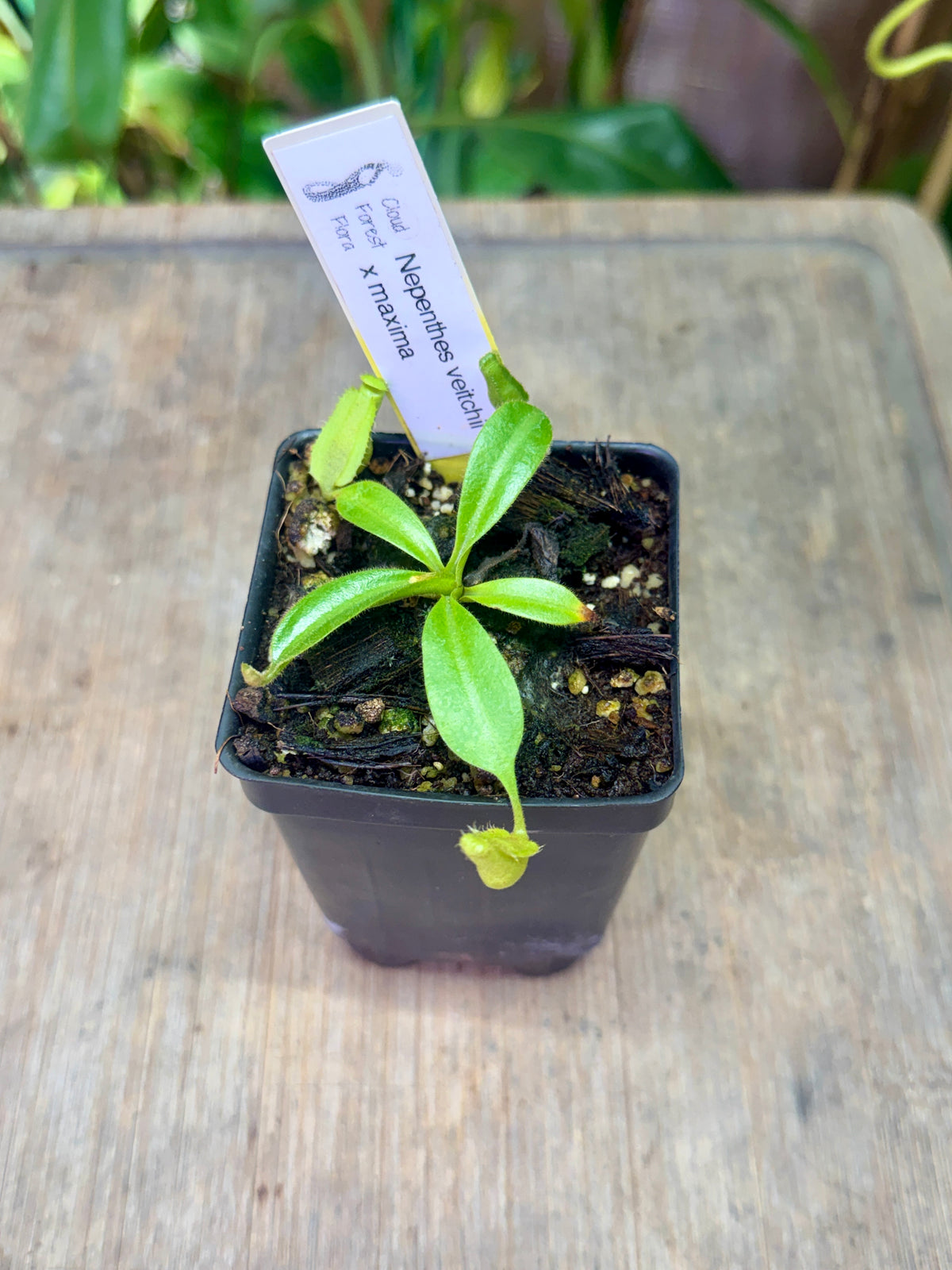 Nepenthes veitchii x maxima - Cloud Forest Flora