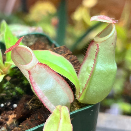 Nepenthes mirabilis Pink x kampotiana