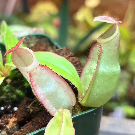 Nepenthes mirabilis Pink x kampotiana