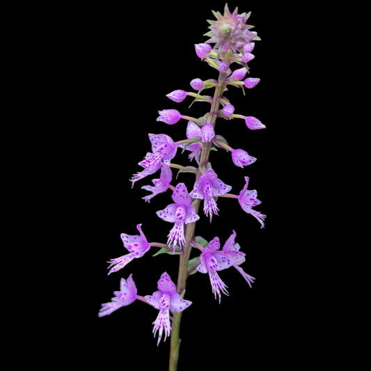 Stenoglottis longifolia - Cloud Forest Flora