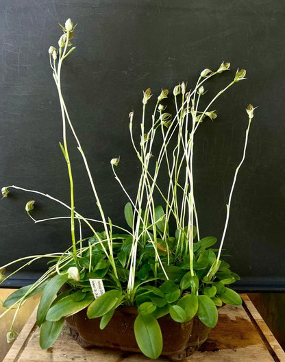 Pterostylis curta