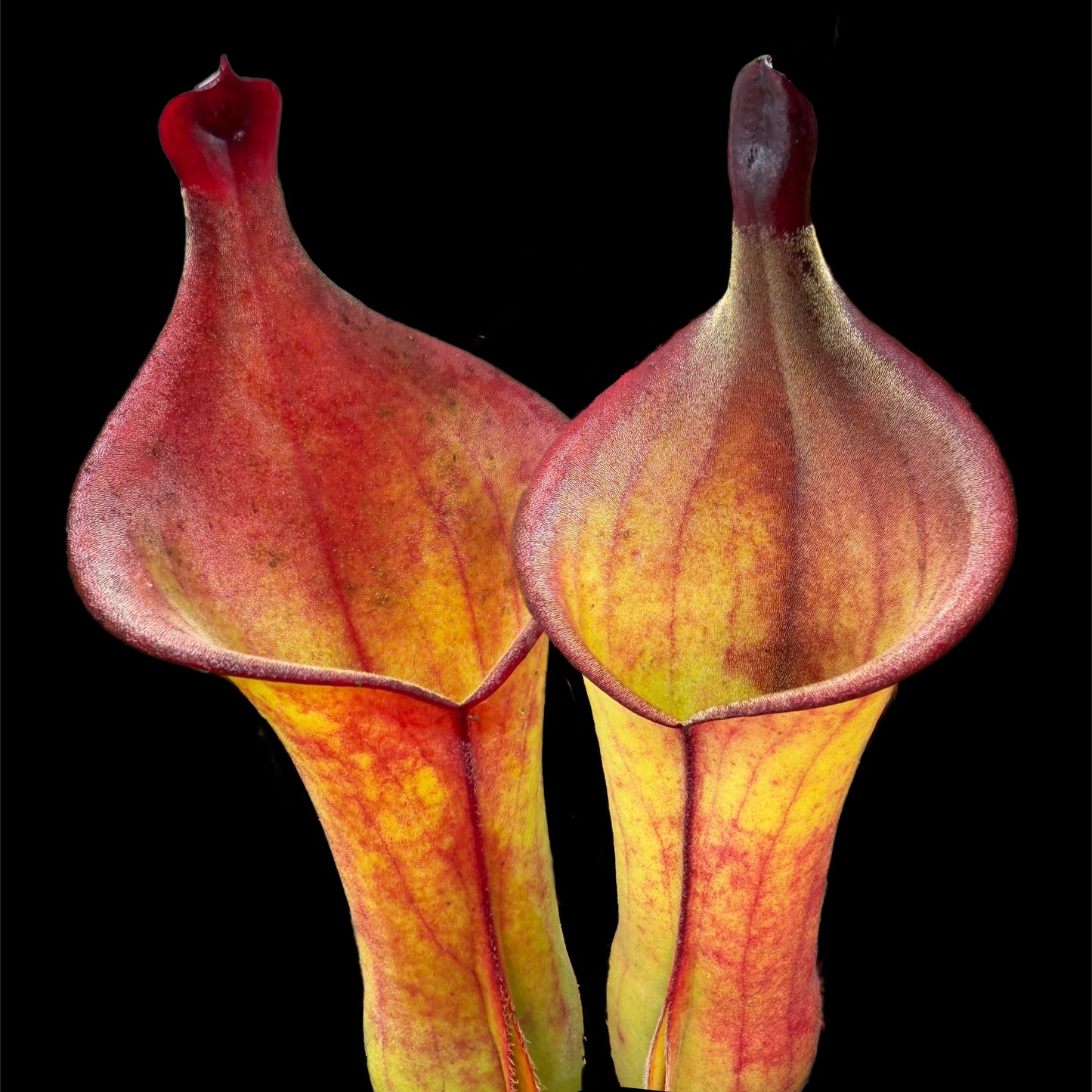 Heliamphora sp. Akopan - Cloud Forest Flora