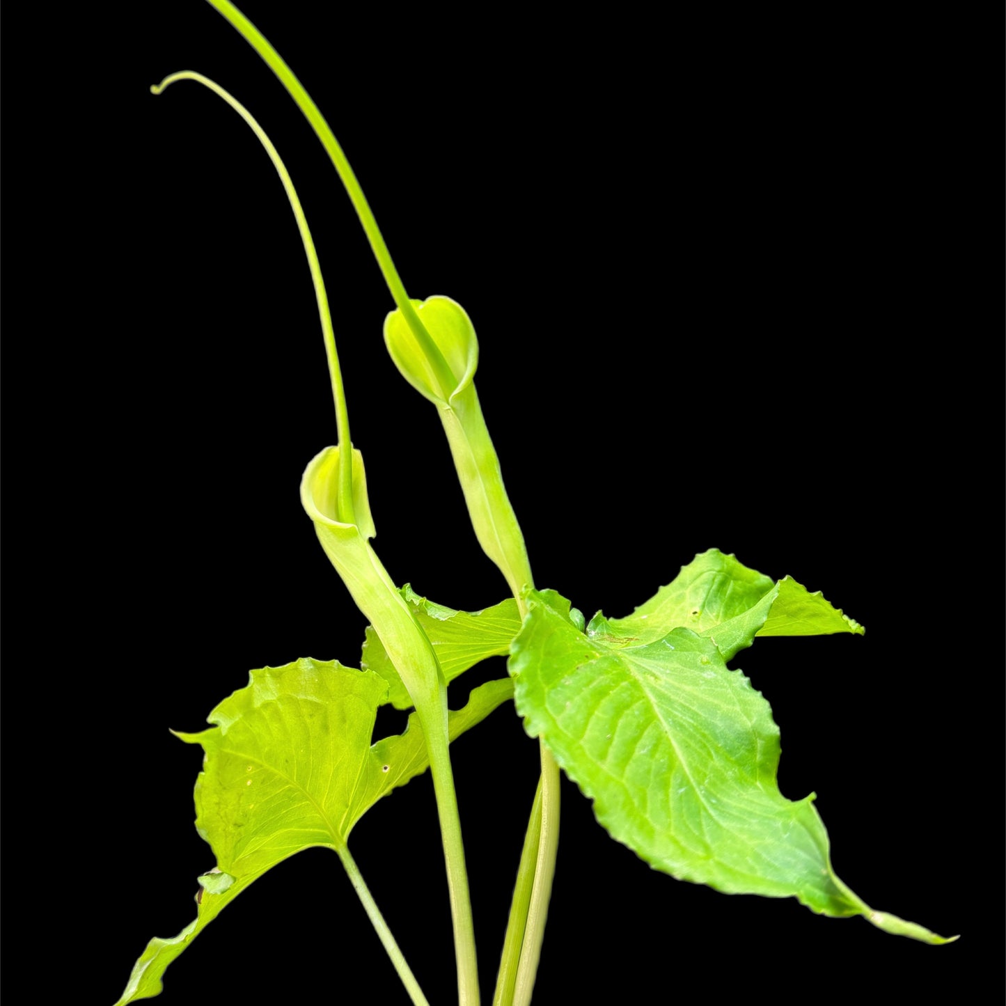 Pinellia tripartita