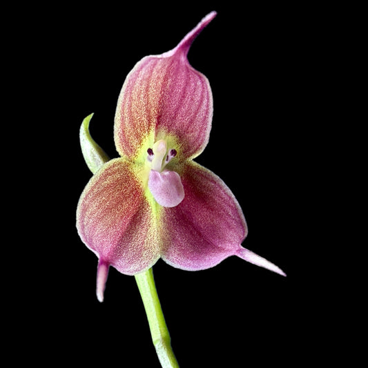 Dracula trichroma