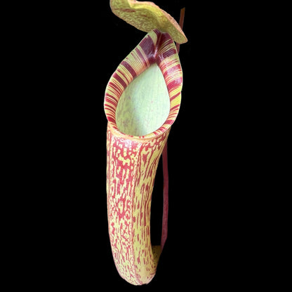 Nepenthes ventricosa x spectabilis BE-3409 ♂ - Cloud Forest Flora
