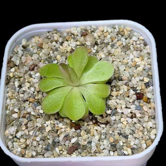 Pinguicula gigantea x ibarrae - Cloud Forest Flora