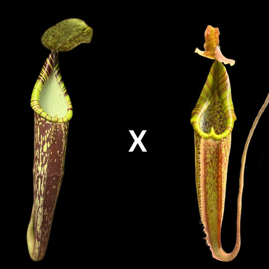 Nepenthes spectabilis x maxima Wavy Leaf