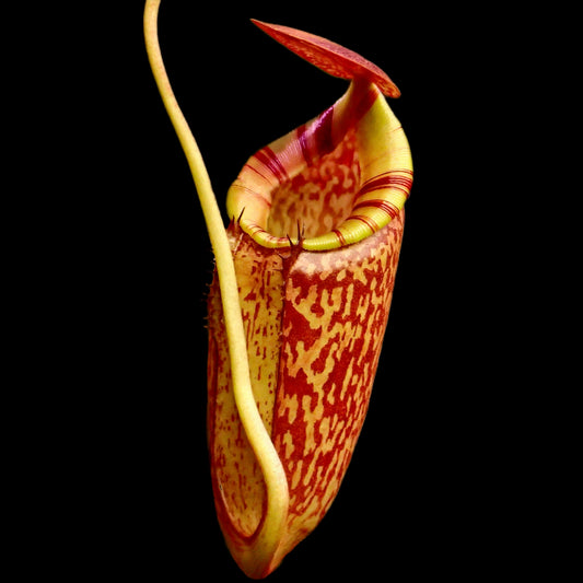 Nepenthes spectabilis x tenuis BE-3884 - Cloud Forest Flora