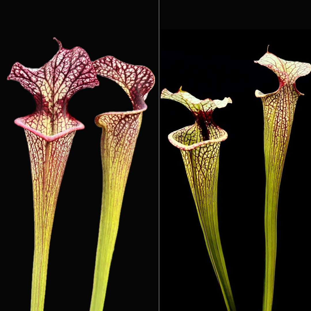 Sarracenia (leucophylla "Purple Lips" x flava var. ornata) x 'Leah Wilkerson' - Cloud Forest Flora