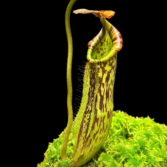 Nepenthes faizaliana Gng. Api BCP-N2132