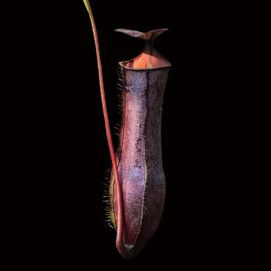 Nepenthes gracilis Black - Cloud Forest Flora