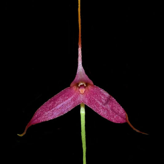 Masdevallia roseola - Cloud Forest Flora