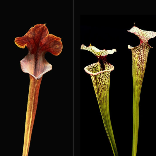 Sarracenia flava var. atropurpurea x 'Leah Wilkerson' - Cloud Forest Flora