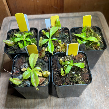 Nepenthes veitchii x maxima