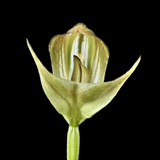 Pterostylis curta