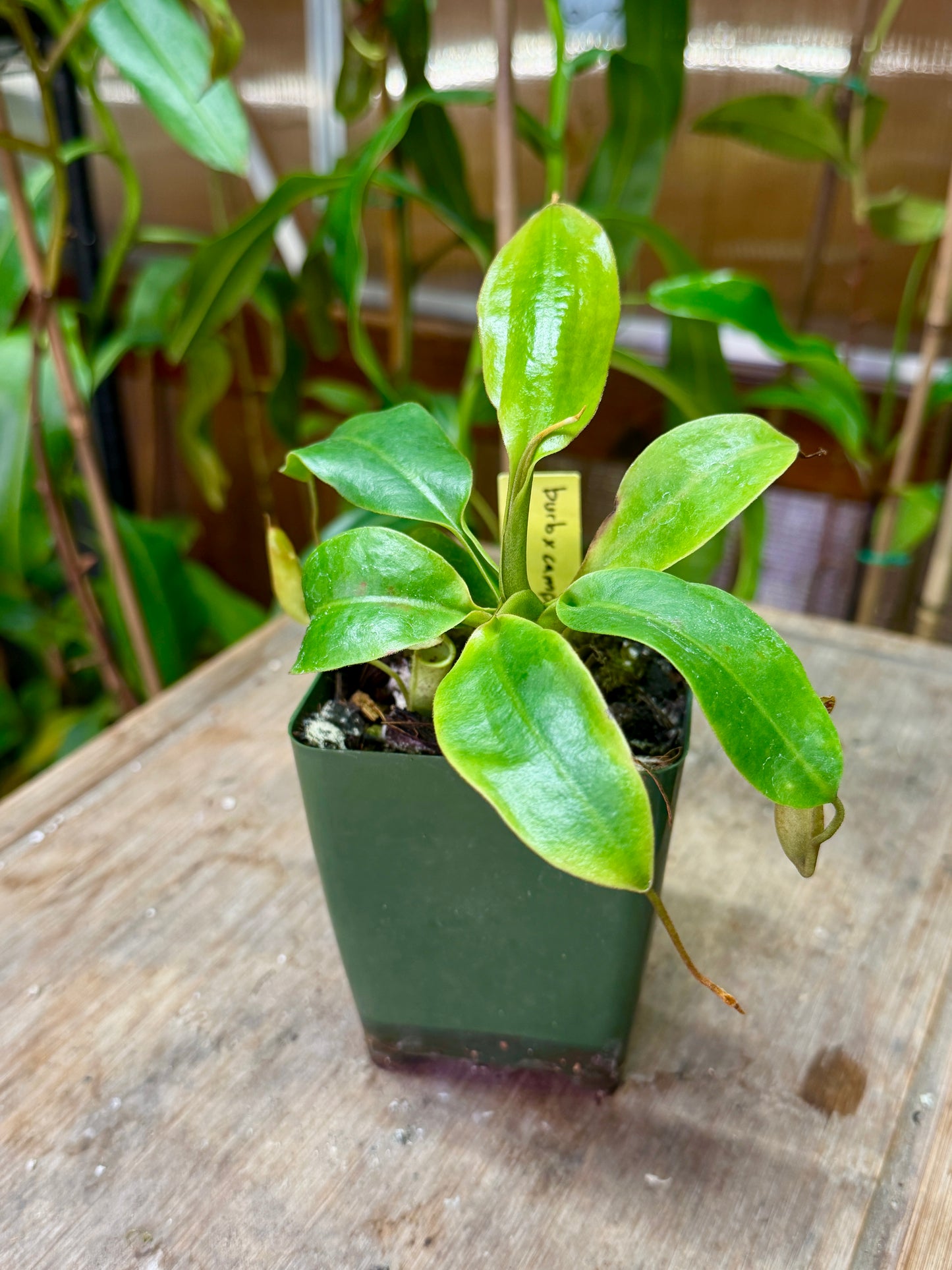 Nepenthes burbidgeae x campanulata BE-3564