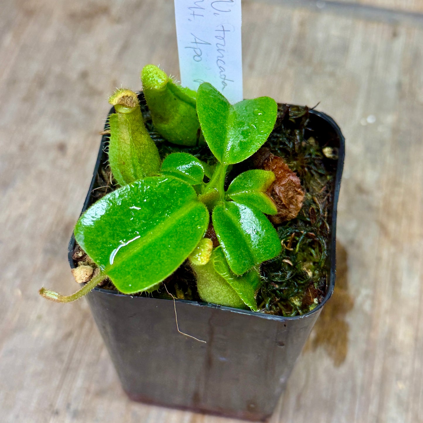 Nepenthes truncata Mt. Apo PTE-017-04
